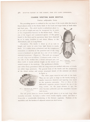 PUPA OF TURPENTINE BARK BEETLE / COARSE WRITING BARK BEETLE